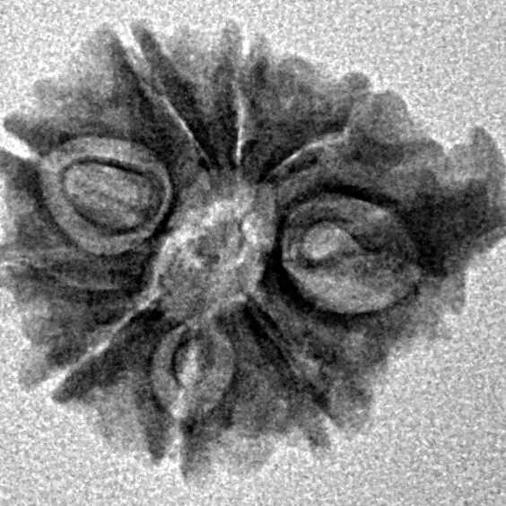 9 Mukhi Ganesh 19mm 1.73gm - Inverse xray