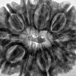 10 Mukhi Rudraksha 29.9mm 6.5gm - Inverse xray