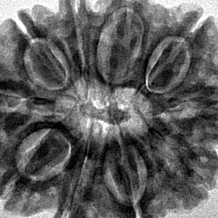 10 Mukhi Rudraksha 29.9mm 6.5gm - Inverse xray