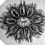 9 Mukhi Rudraksha 26.9mm 4.45gm - Inverse xray
