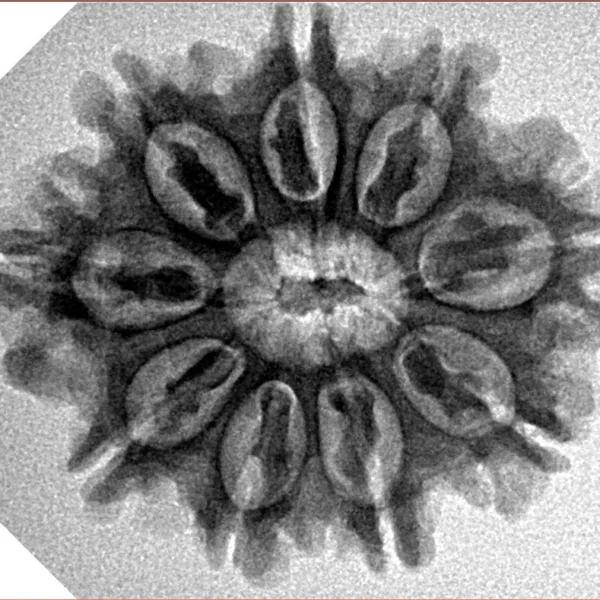 9 Mukhi Rudraksha 26.9mm 4.45gm - Inverse xray