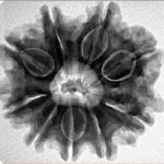 9 Mukhi Rudraksha 25.7mm 5.47gm - Inverse xray