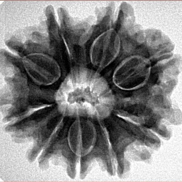 9 Mukhi Rudraksha 25.7mm 5.47gm - Inverse xray