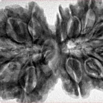 12 MK Gaurishankar 38mm 8.6gm - Inverse xray