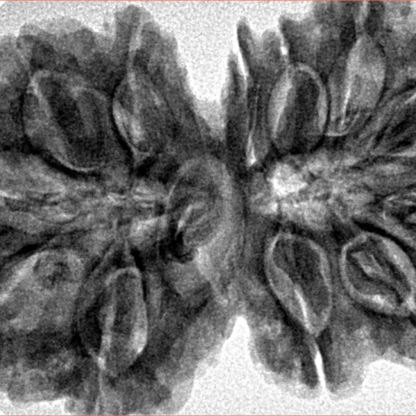 12 MK Gaurishankar 38mm 8.6gm - Inverse xray
