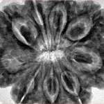 9 Mukhi Rudraksha 32.4mm 8.45gm - Inverse xray