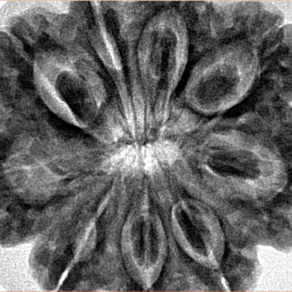 9 Mukhi Rudraksha 32.4mm 8.45gm - Inverse xray