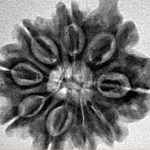 9 Mukhi Ganesh 25.7mm 4.57gm - Inverse xray