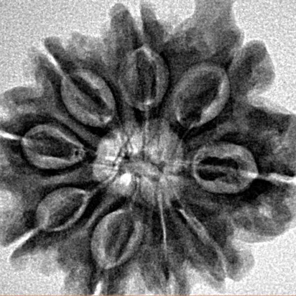 9 Mukhi Ganesh 25.7mm 4.57gm - Inverse xray