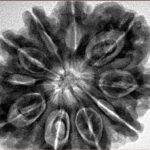 10 Mukhi Rudraksha 32.5mm 8.68gm - Inverse xray