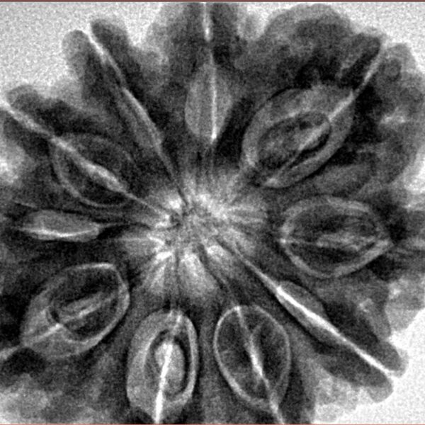 10 Mukhi Rudraksha 32.5mm 8.68gm - Inverse xray