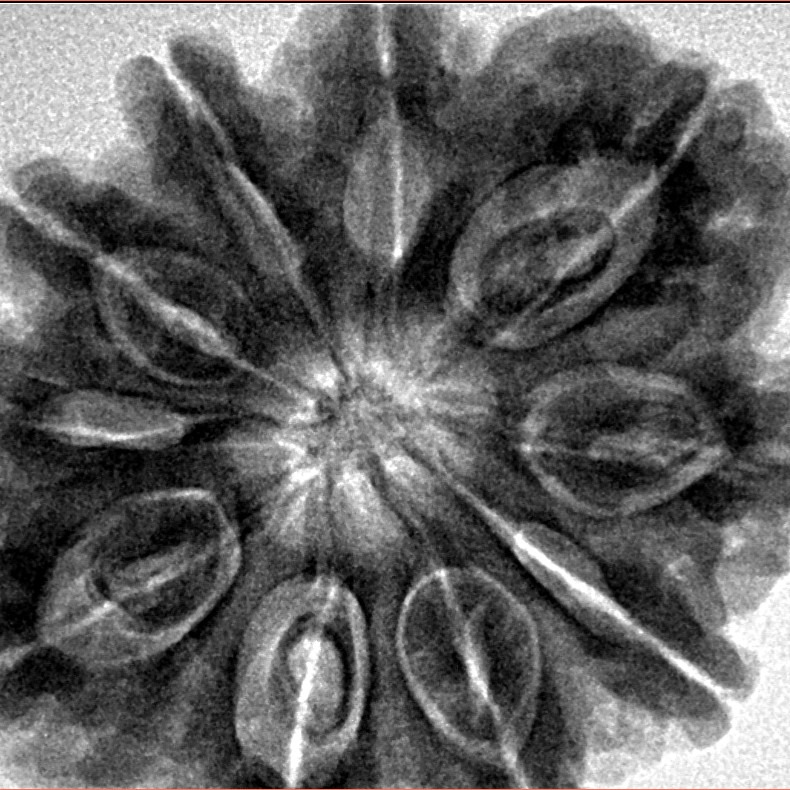 10 Mukhi Rudraksha 32.5mm 8.68gm - Inverse xray