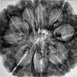 9 Mukhi Rudraksha 30.3mm 6.55gm - Inverse xray