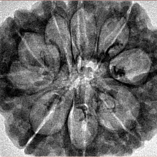 9 Mukhi Rudraksha 30.3mm 6.55gm - Inverse xray