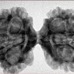 11 MK Gaurishankar 40.4mm 6.68gm - Inverse xray