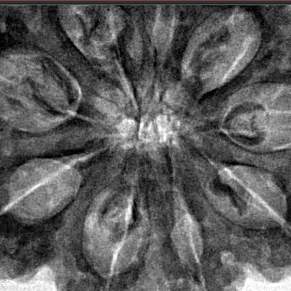 9 Mukhi Rudraksha 34mm 9.07gm - Inverse xray