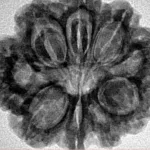 9 Mukhi Rudraksha 27.5mm 5.64gm - Inverse xray