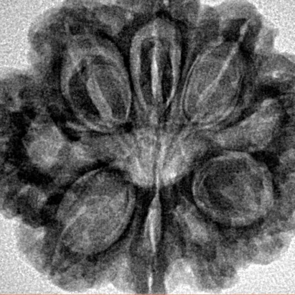 9 Mukhi Rudraksha 27.5mm 5.64gm - Inverse xray