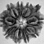 9 Mukhi Ganesh 24.2mm 3.31gm - Inverse xray