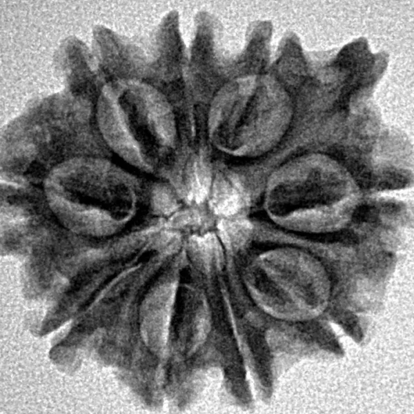 9 Mukhi Ganesh 24.2mm 3.31gm - Inverse xray