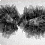 17 Mukhi Gaurishankar 35.9mm 6.06gm - Inverse xray