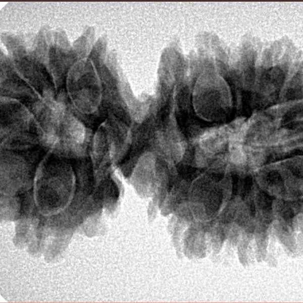 17 Mukhi Gaurishankar 35.9mm 6.06gm - Inverse xray