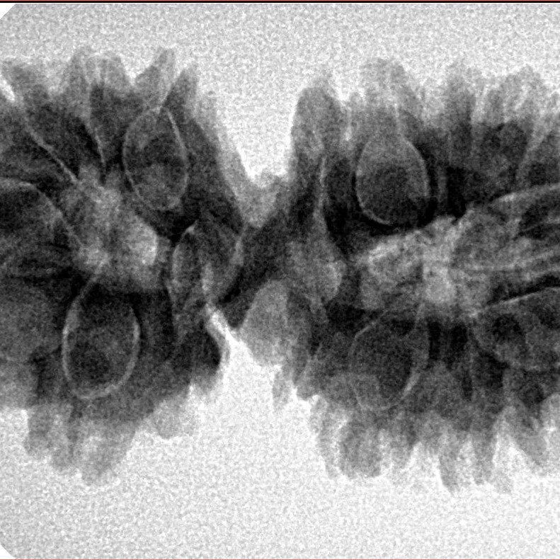 17 Mukhi Gaurishankar 35.9mm 6.06gm - Inverse xray