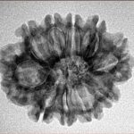 10 Mukhi Rudraksha 25.5mm 3.12gm - Inverse xray