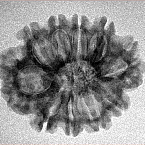 10 Mukhi Rudraksha 25.5mm 3.12gm - Inverse xray
