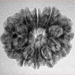 10 Mukhi Rudraksha 25mm 3.18gm - Inverse xray