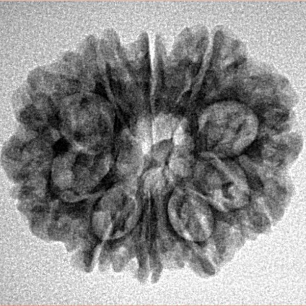 10 Mukhi Rudraksha 25mm 3.18gm - Inverse xray