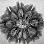 9 Mukhi Rudraksha 25.9mm 3gm - Inverse xray