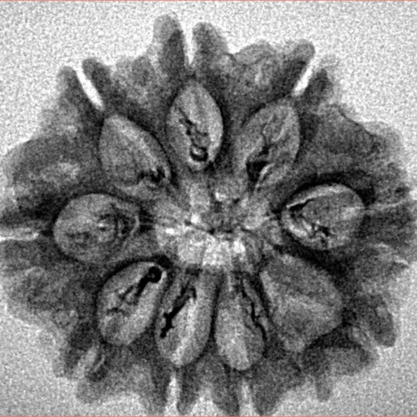 9 Mukhi Rudraksha 25.9mm 3gm - Inverse xray