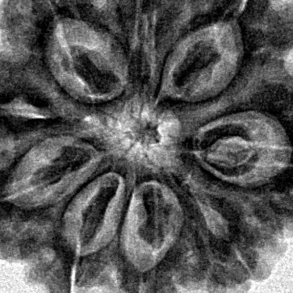 9 Mukhi Rudraksha 28.2mm 5.88gm - Inverse xray