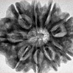 10 Mukhi Rudraksha 29.2mm 6.13gm - Inverse xray