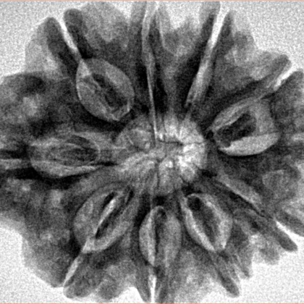 10 Mukhi Rudraksha 29.2mm 6.13gm - Inverse xray