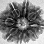 9 Mukhi Rudraksha 25.2mm 4.78gm - Inverse xray