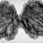 11 Mukhi Gaurishankar 40.4mm 7.07gm - Inverse xray