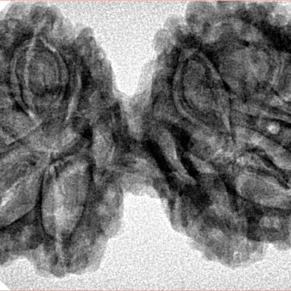 11 Mukhi Gaurishankar 40.4mm 7.07gm - Inverse xray