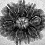 9 Mukhi Rudraksha 25mm 4.23gm - Inverse xray