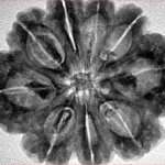 9 Mukhi Rudraksha 31mm 6.35gm - Inverse xray