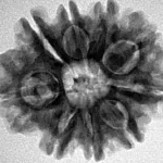 9 Mukhi Rudraksha 24.8mm 4.64gm - Inverse xray