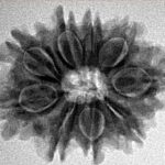 9 Mukhi Rudraksha 25.1mm 4gm - Inverse xray