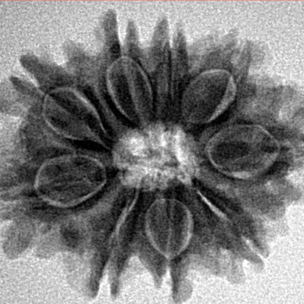 9 Mukhi Rudraksha 25.1mm 4gm - Inverse xray