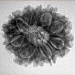 11 Mukhi Ganesh 24.1mm 3.87gm - Inverse xray