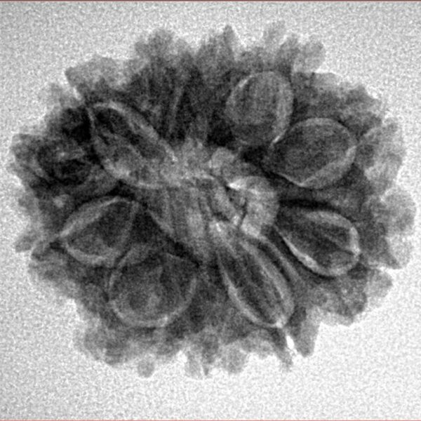 11 Mukhi Ganesh 24.1mm 3.87gm - Inverse xray