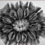 11 Mukhi Rudraksha 30mm 6.54gm - Inverse xray