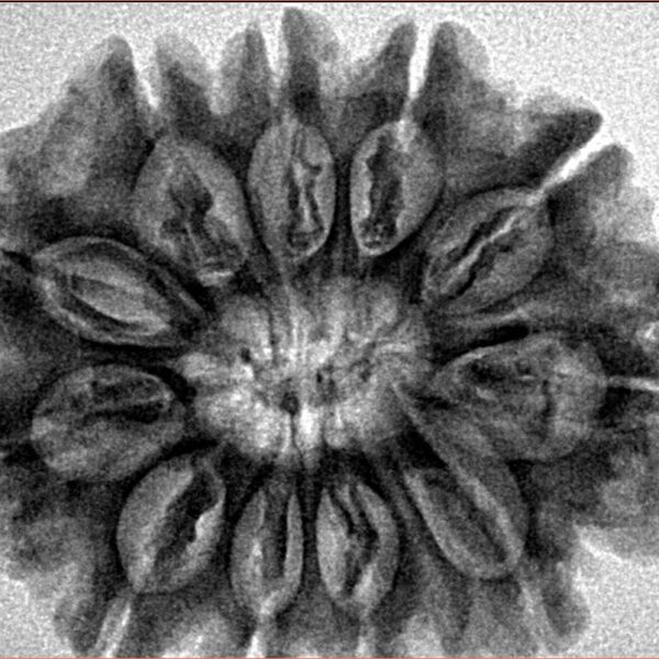 11 Mukhi Rudraksha 30mm 6.54gm - Inverse xray