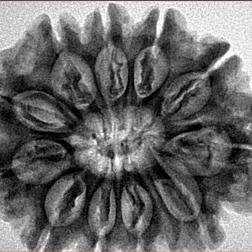 11 Mukhi Rudraksha 30mm 6.54gm - Inverse xray