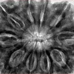 10 Mukhi Rudraksha 34.9mm 10.23gm - Inverse xray